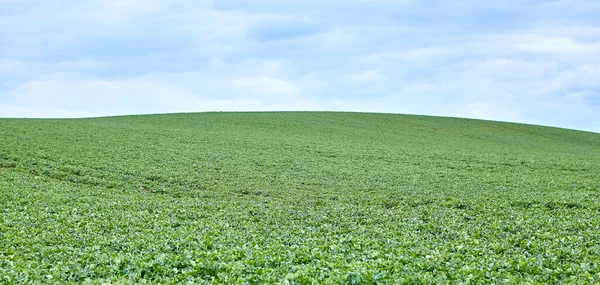 Crop field against the blue spring sky. — Stockfoto