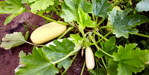 Squash plant with blossoms, yellow zucchini in the garden, organic vegetables.