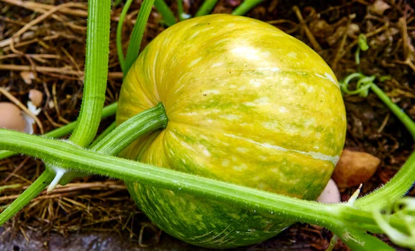 Großer Kürbis wächst auf einem Kürbisfeld — Stockfoto