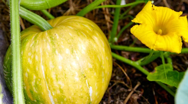 Großer Kürbis wächst auf einem Kürbisfeld — Stockfoto