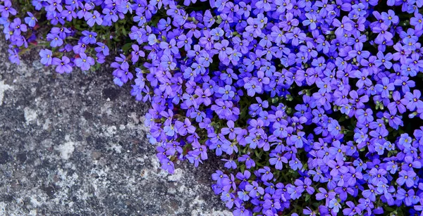 Plíživý phlox roste v létě na chodnících. — Stock fotografie