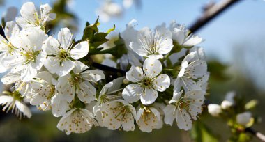 Cherry blossoms in white against the blue sky.