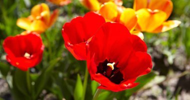 Fresh colorful tulips in warm sunlight on a spring meadow.