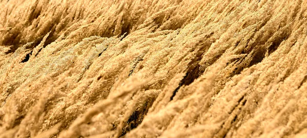 Kaskad Charmiga Fjäder Gräs Grenar Suddiga Ljusa Flerfärgade Sedge Blad — Stockfoto