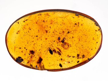 Burmite (fosilleşmiş ağaç reçinesi) olarak da bilinen 99 milyon yıllık Burma kehribarı gerçek bir böcek (Heteroptera) ile korunmuş. 