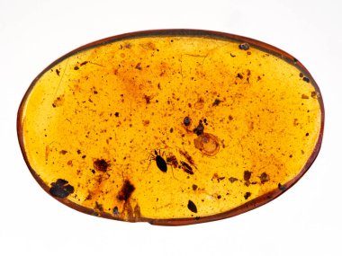 Piece of 99 million year old Burmese amber, also known as Burmite (fossilized tree resin) with a true bug (Heteroptera) preserved inside  clipart