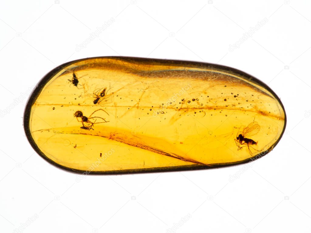 Piece of 99 million year old Burmese amber, also known as Burmite (fossilized tree resin) with flies and a tiny spider preserved inside 
