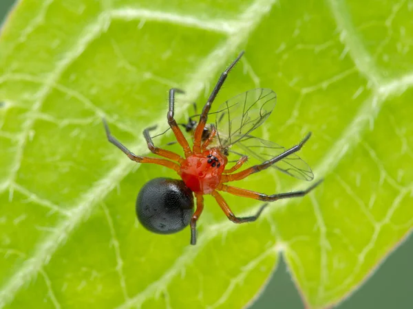 Kleine Rode Zwarte Dwergspin Hypselistes Florens Kruipt Onder Een Groen — Stockfoto