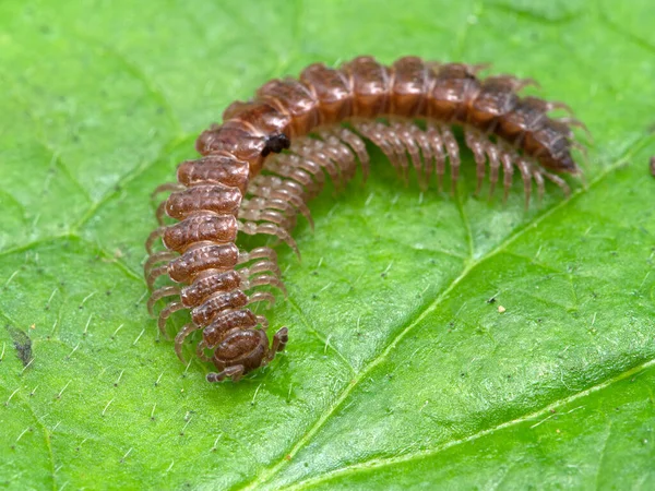 Nahaufnahme Eines Auf Einem Grünen Blatt Kriechenden Tausendfüßlers Polydesmus Delta — Stockfoto