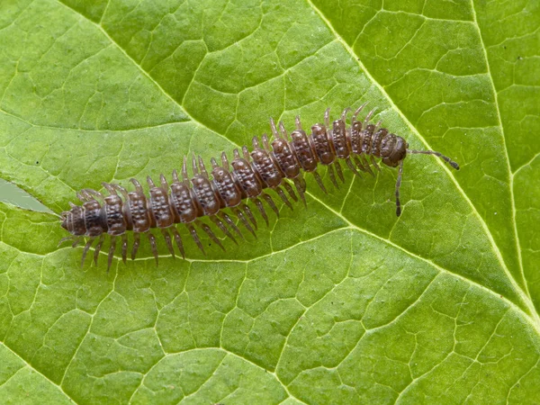 flat-backed millipede (Polydesmus) seen from above, crawling on a green leaf in Delta, British Columbia, Canada