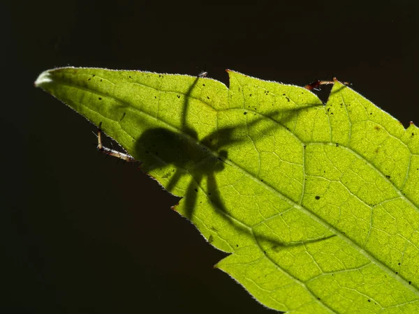 Foto Retroilluminata Ragno Orbitante Maschio Agguato Dietro Una Foglia Verde — Foto Stock