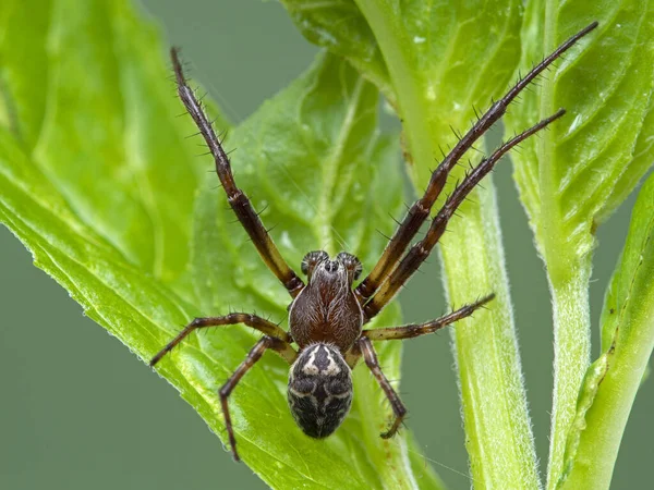 Vue Dorsale Une Petite Araignée Orbtisseuse Mâle Colorée Reposant Sur — Photo