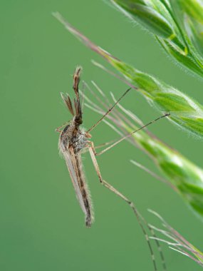 Erkek sivrisinek, Aedes türü, garip süslü tüy antenli, Boundary Bay tuzbataklığı, Ladner, Delta, British Columbia, Kanada 'da dinlenen bir bitki.