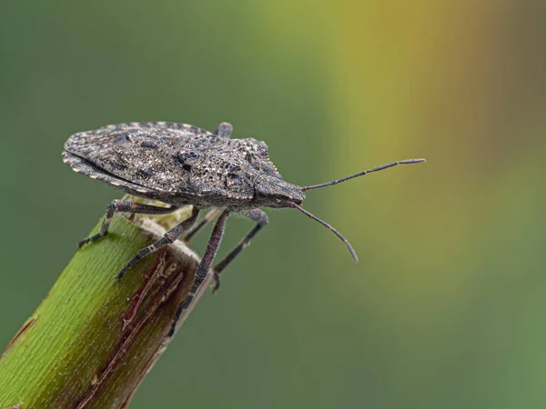 Πλευρική Άποψη Ενός Τραχύ Έντομο Βρώμα Brochymena Affinis Στην Άκρη — Φωτογραφία Αρχείου