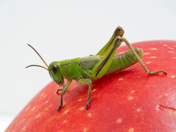 Довольно Подросток Мужчина Двухполосатый Кузнечик Melanoplus Bivittatus Отдыхает Ярко Красном — стоковое фото