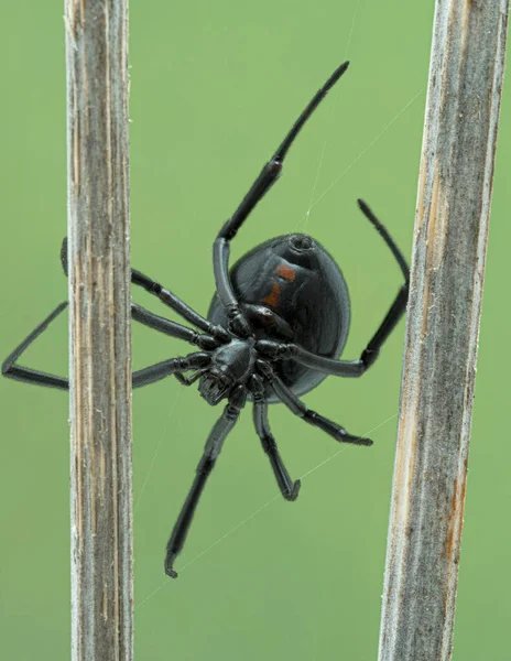 Ventral View Female Western Black Widow Spider Latrodectus Hesperus Boundary — Fotografia de Stock