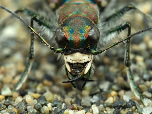 Close Face Predatory Western Tiger Beetle Cicindela Oregona Sand — Zdjęcie stockowe
