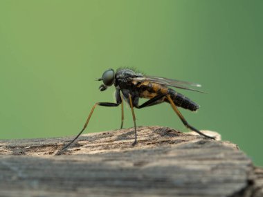 Erkek bir çulluk sineğinin yan görüntüsü, Rhagio türleri, Boundary Bay tuz bataklığında bir parça dalda dinleniyorlar, Delta, Kanada