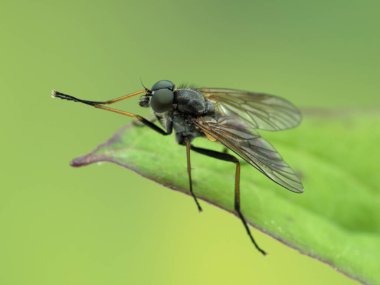 Güzel erkek çulluk sineği, Rhagio türü, yeşil bir yaprak üzerinde dinlenirken ön bacaklarını tımar ediyor, Boundary Bay tuz bataklığı, Delta, Kanada