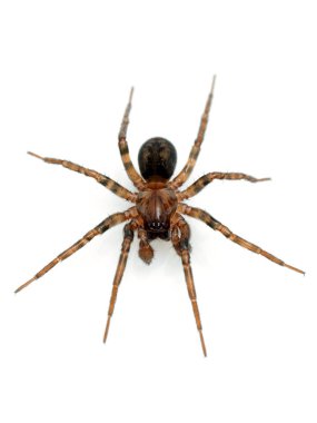 Renkli kahverengi erkek kurt örümceği (Pardosa cinsi) beyaz üzerine izole edilmiş. Yukarıdan, izole edilmiş