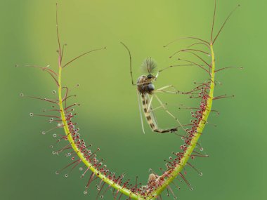 leaf of a carnivorous fork-leaved sundew plant (Drosera binata) that has been trapped a nonbiting midge (chironomid)  clipart