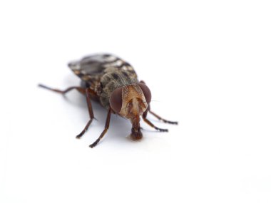 Resimli kanatlı bir sineğin, Ulidiidae türünün beyaz bir masanın yüzeyinden su içen yüzünün çok yakın bir görüntüsü.