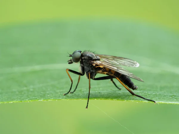 Primer Plano Una Mosca Snipe Macho Especies Rhagio Descansando Borde — Foto de Stock