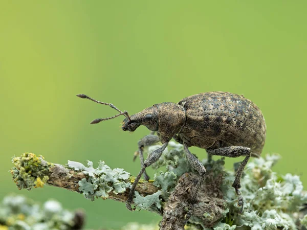 Weevil Europeo Liophloeus Tessulatus Che Arrampica Ramo Ricoperto Licheni Questa — Foto Stock