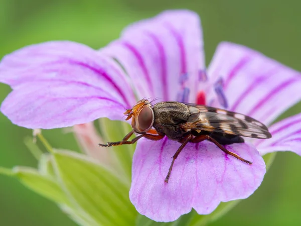 Hermosa Mosca Alada Especie Ulidiidae Descansando Sobre Una Flor Geranio —  Fotos de Stock