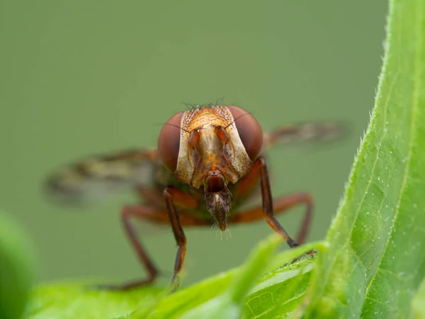 close-up of the face of a picture-winged fly with mouthparts extended, Ulidiidae species, facing the camera on a green leaf