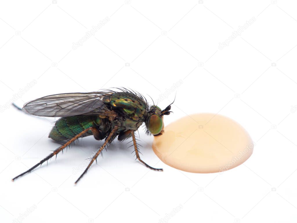 Colourful green long-legged fly (Dolichopodidae species) drinking from a drop of honey on a white table. Isolated