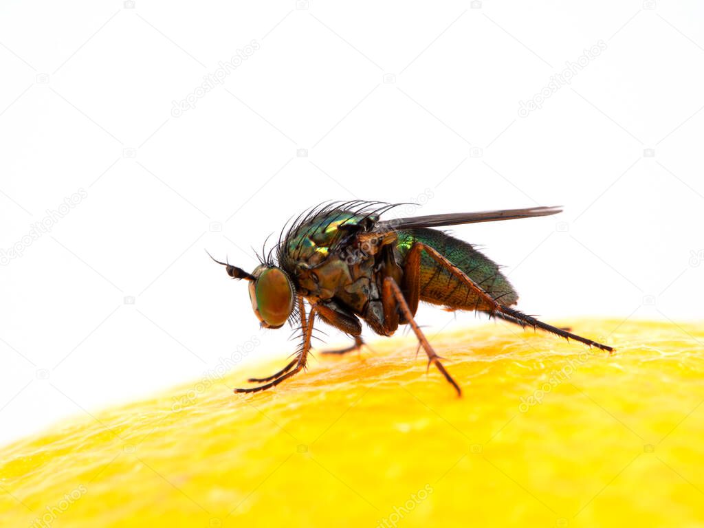 iridescent green long-legged fly, Dolichopodidae species, resting on the surface of a lemon