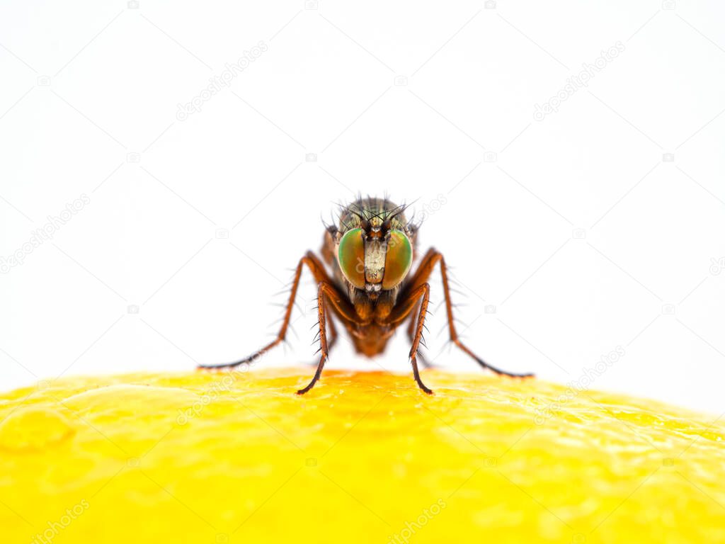 long-legged fly, Dolichopodidae species, with colorful eyes faceing the camera while resting on the surface of a lemon. Isolated