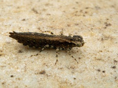 Side view of an aquatic dragonfly nymph (Epiprocta species) underwater on a rock. These larval dragonflies are also called naiads