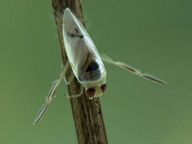 Dorsal view of an aquatic grousewinged backswimmer (Notonecta undulata) resting underwater on a submerged stick