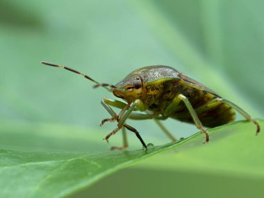 close-up of a green burgundy stink bug, Banasa dimidiata, drinking from a drop with its long articulated proboscis