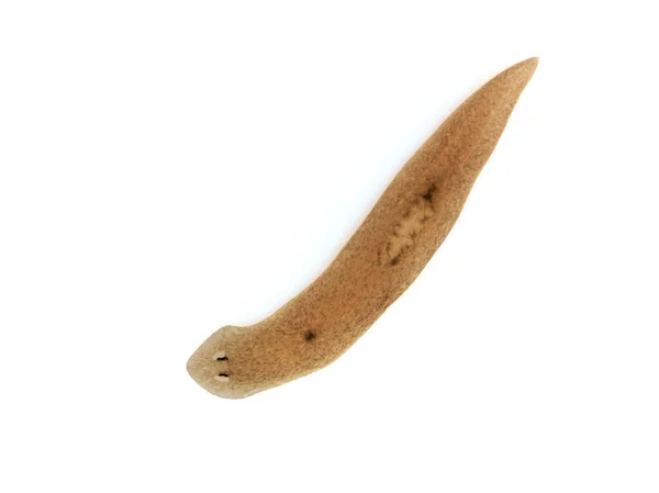 Specimen Freshwater Triclad Flatworm Planarian Cura Foremanii Isolated Species Native — 스톡 사진