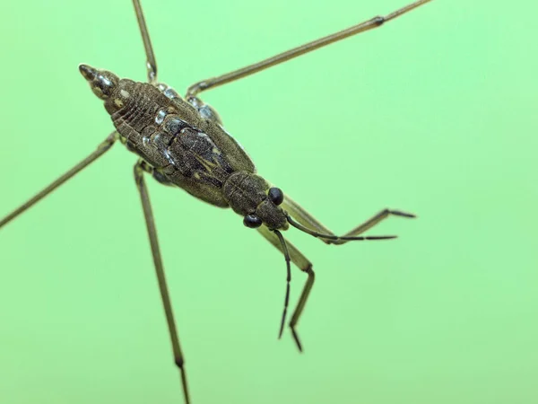 Närbild Vattenlevande Kämpe Gerridae Species Som Vilar Vattenytan Ovanifrån — Stockfoto