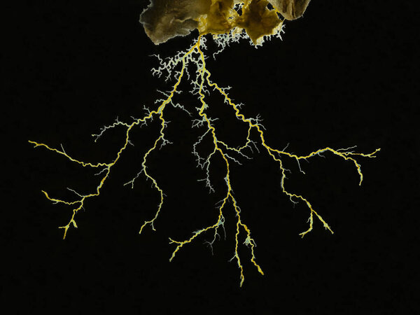 Close-up image of a yellow slime mould or slime mold (Physarum polycephalum) forming a tubular network of protoplasmic strands in search of food. Backlit, isolated