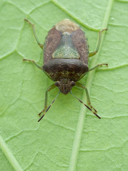 Verticaal Beeld Van Een Groene Bordeauxrode Stinkende Wants Banasa Dimidiata — Stockfoto