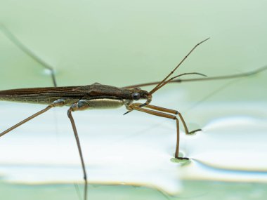 Suyun yüzeyinde dinlenen bir su yürüyüşçüsünün (Gerridae türünün) kenar görüntüsü. Uzun namlulu hortum, avın vücudunu delmek için kullanılır.