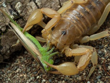 Arizona 'nın çizgili kuyruklu akrebi Paravaejovis spinigerus' a yaklaş. Yakaladığı ve öldürdüğü yeşil katydid 'i yiyor.