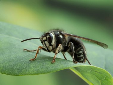 bir leylak ağacının yaprağında dinlenen kel yüzlü eşek arısı (Dolichovespula maculata)