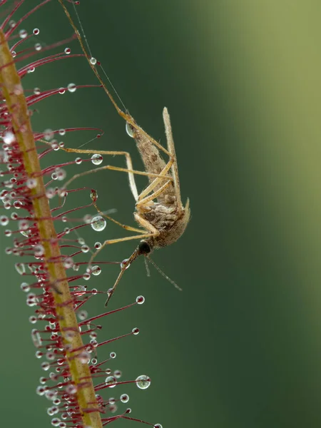 Mygga Aedes Som Har Fastnat Bladen Köttätande Gaffelbladsväxt Drosera Binata — Stockfoto