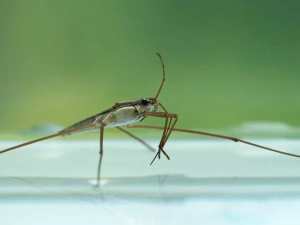 Sidovy Vattenlevande Vattenstrider Gerridae Species Som Rengör Sin Antenn Stående — Stockfoto