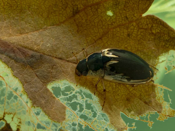 Suda yaşayan leş yiyici böceği (Tropisternus lateralis) su altındaki bir yaprak üzerinde otlar. Delta, British Columbia, Kanada