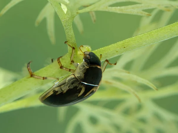 Water Scavenger Beetle Tropisternus Lateralis Crawling Upside Underwater Aquatic Plant — Stock Photo, Image