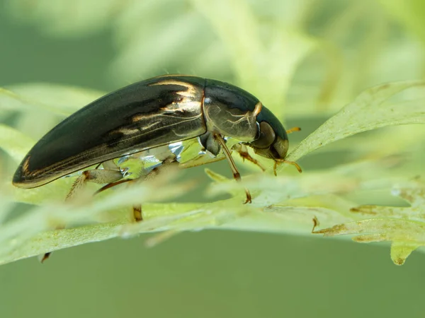 Close Water Scavenger Beetle Tropisternus Lateralis Resting Aquatic Plant Side — Stock Photo, Image