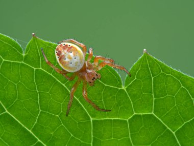 Yeşil bir yaprağın kenarında sürünen sevimli genç yonca örümceği (Araneus trifolium)