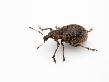 Beyaz renkli, şişman bir Avrupalı buğday bitinin (Liophloeus tessulatus) yan görüntüsü. Bu tür batı Kanada 'ya tanıtıldı.